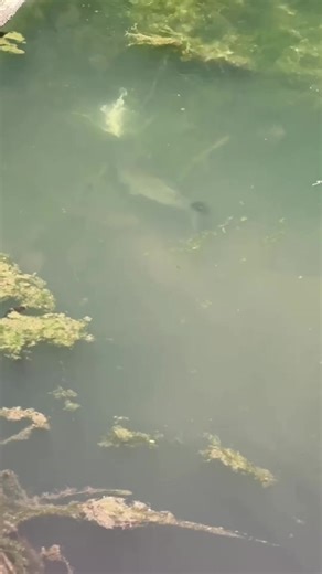 Creed Chamberlain Fishing on TikTok