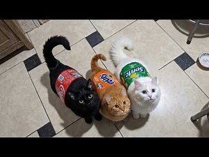 Try Not To Laugh 😂 Funniest Cats Videos 2026
