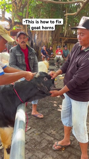 Fix the goat's horns with a small knife!