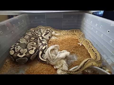 Lesser Female x Lemonblast Orange Dream Ball Python Pairing: Stunning Hatchlings Expected!