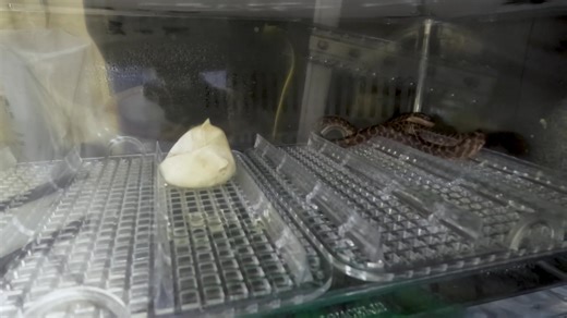 The L.A. Zoo hatched nine rough scaled python snakes this season! 🐍 Back in 2018, the Los Angeles Zoo became the first AZA-accredited institution to successfully reproduce the rare species. Check out this timelapse showing the snakes pipping and emerging from their eggs!🥚 📸: Curator of Reptiles & Amphibians, Byron W. #SavingWildlife #LAZoo #Zoo | Los Angeles Zoo