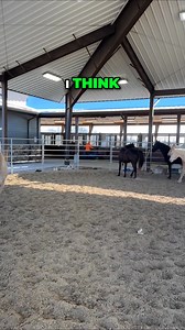 We dive into the intriguing behavior of mares compared to geldings and stallions. Discover how hormones influence their actions and why they're often seen as more complex in the equine world. Join us for valuable insights into horse dynamics! #MareBehavior #EquineComplexity #HorseTraining #StallionVsMare #GeldingBehavior #HorseCare #EquestrianLife #UnderstandingHorses #HorseBehaviorInsights #EquineEducation | Ed's Walking Horses