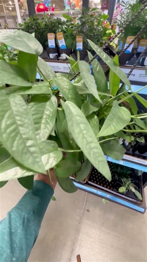 Lowe’s Plant Clearance Is WILD 😳🌿 (I Went to 3 Stores!)2025 #plantshopping #plantlover