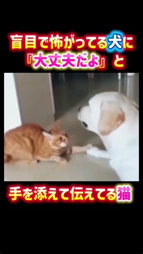 盲目で怖がってる犬に『大丈夫だよ』と手を添えて伝えてる猫✨ #感動 #癒し #犬 #猫 #dog #cat #shorts