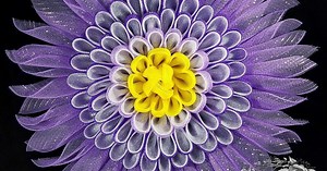 How to Make a Deco Mesh Daisy Petal Flower Wreath Tutorial DIY