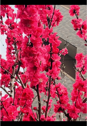 This is true lines #injapan🇯🇵 #lonly_boy❤️‍ #😢💔🥀 #mrbishowkarma👑