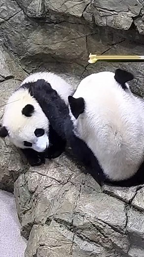 This year, we’ve shared videos of all different types of animals from areas across the globe! As our 10th top video of 2022, are we even surprised it’s these adorable pandas? Drop your reactions to this panda cam in the comments ⬇️ 🐼 🎥Smithsonian's National Zoo | Smithsonian Channel