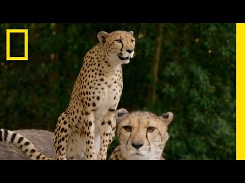 Feeding the Cheetah Triplets | Magic of Disney's Animal Kingdom