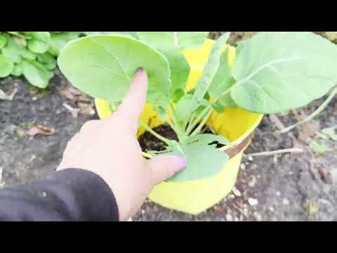 What Helps Against Slugs? 🌱 How I Protect My Plants Without Chemicals