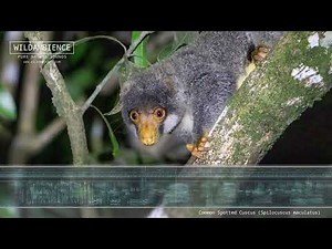 Cuscus Sounds - The loud calls of Common Spotted Cuscus in Cape York, Australia