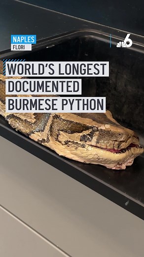 The world’s longest Burmese python ever documented was caught in Naples! 🐍 The massive reptile measured in at 19 feet long. #python #Burmesepython #Naples #Florida #snakes #reptiles