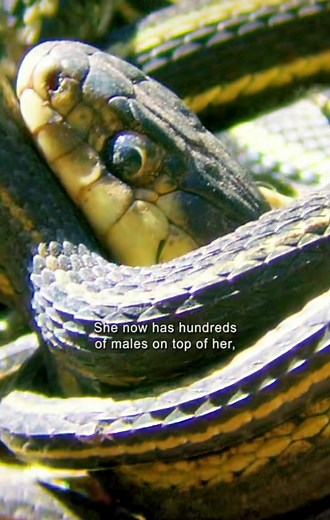 Snake Mating Behavior Explained: How Do Snakes Mate in the Animal World?