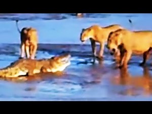 384K views · 6.7K reactions | Epic Fight: Lions Attack a Crocodile (2 sets of fighting) | Ruby Life | Facebook