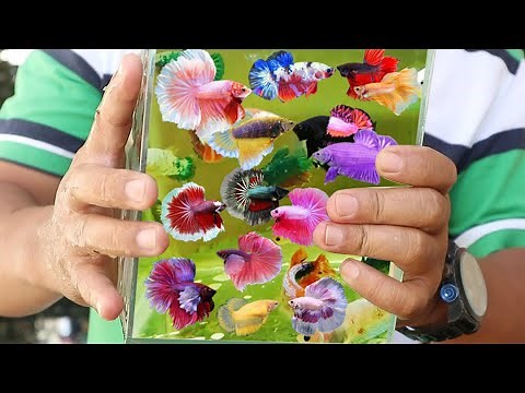 BETTAFISH BREEDING (COMPLETE)- From Pairing, bubble nest,mating ,hatching,feeding to Transfer