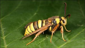 スズメバチにしか見えない完璧な擬態を手に入れた蛾「Hornet Moth」