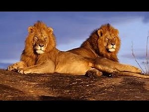 HD! Big Five Asien - Der Löwe [Doku]