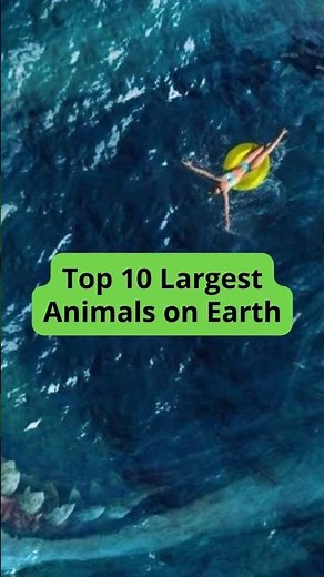 Top 10 Largest Animals on Earth | Biggest Animals
