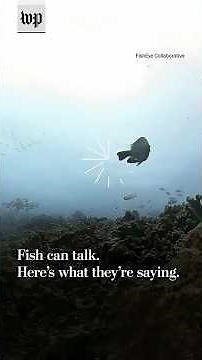 Fish can talk. Here's what they're saying.
