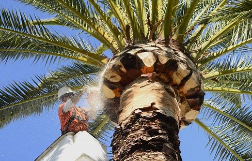Palm Tree Trimming Cost Guide 2024 (Compare Prices) How to Save ...