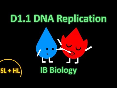 How Does the PCR Test ACTUALLY Work? D1.1 DNA replication (SL + HL) | H2O biology
