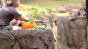 HAPPY BIRTHDAY JADE 🦒: Zoologist Ashley B. made a special pumpkin treat for Jade to celebrate her 13th birthday earlier this month. Our giraffes can be picky eaters, but it's the thought that counts, right?! 😂 | Dallas Zoo