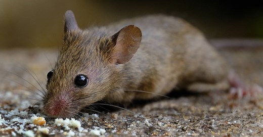 Types Of Mice: The 5 Most Common Mouse Species