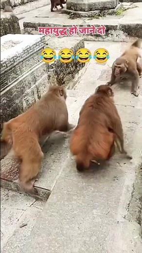 हो जाने दो महायुद्ध टक्कर की लड़ाई #shorts #status #mahayuddh #takkar 🐒🐒