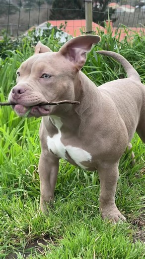 The American Bully: A Comprehensive Overview