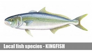Kingfish Fishing Guide Victoria | local fish species information