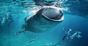 Whale Shark Teeth & Mouth: How Do They Feed?