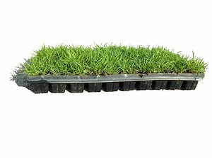 Zoysia Grass Plugs