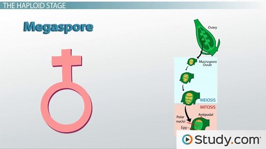 Angiosperm | Structure, Reproduction & Life Cycle