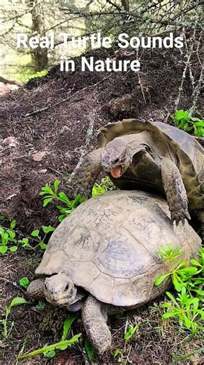 Peaceful Turtle Moments | Natural Sounds