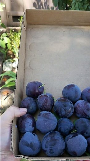 Best Tasting and Producing Plum Tree for Backyard Orchard