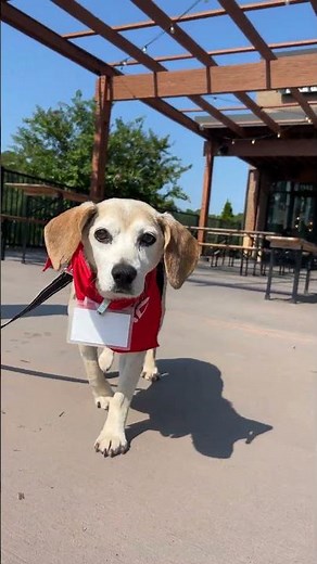 WILLIE - Available for Adoption - Triangle Beagle Rescue of NC