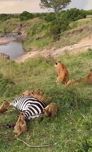 Lion Life—African Safari Wildlife Documentary (4K) | Subscribe to African Safari Guide