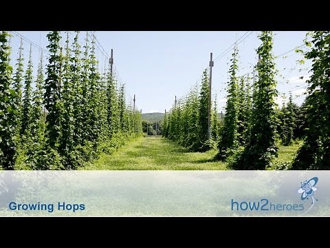 Growing & Harvesting Hops
