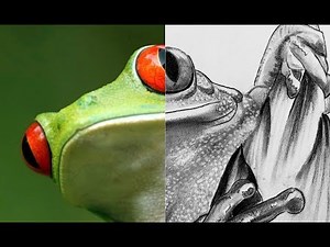How to Draw a Frog │ Step by Step Tutorial