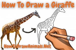 How To Draw a Giraffe - EASY Drawing Tutorial!