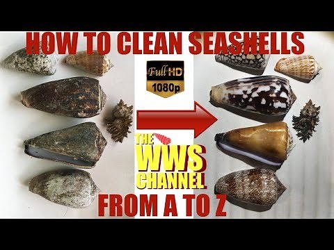 How to clean your shells ? Everything to know about cleaning shells ! Shell Collection