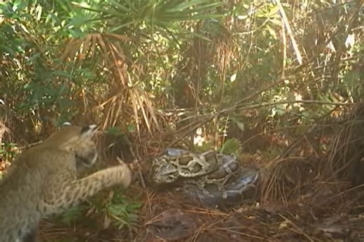 Python vs Bobcat: Big Cat and Invasive Snake Have Face Off Over Eggs Near Everglades