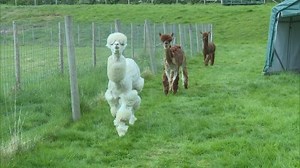 16K views · 151 reactions | These alpacas from Cirencester have been given a woolly makeover thanks to their owner who is celebrating ten years farming the creatures. Bit of a close shave, you might say | ITV News West Country | Facebook