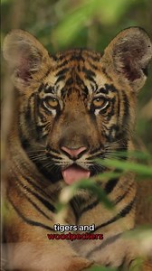 Wallace Line 🚧 Nature’s Invisible Border