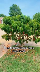 2.1M views · 30K reactions | Want to grow your own peach tree from...