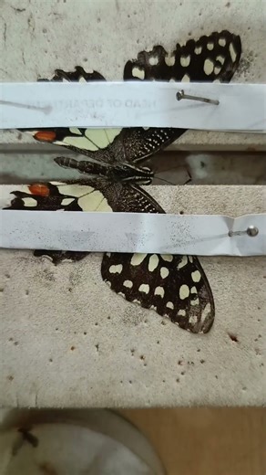 Lemon Butterfly Setting Box – Full Guide & Showcase 🦋🍋 #bugbrains#insects#prayingmantisegg#butterfly