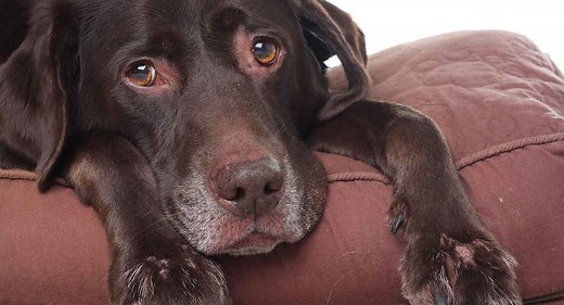 Arthritis in Dogs: A Guide to Labrador Arthritis and Arthritis in Other Breeds