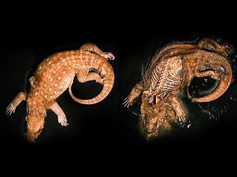 Monitor Lizard Decomposition Time Lapse | BBC Earth