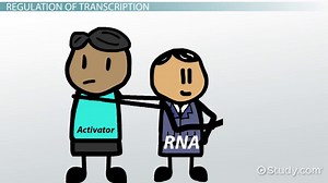 Gene Regulation | Definition & Examples