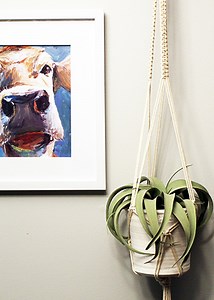 Macrame Plant Hanger For Beginners - Macra-Made