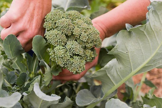 How to Grow Broccoli Plants | Planting and Care